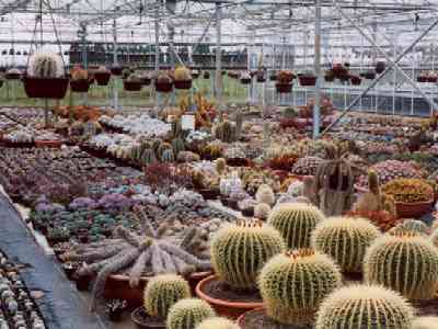 Just some of the wide variety of plants at Southfield Nurseries