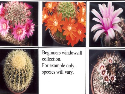 Photograph of Mixed Cacti, Beginners Windowsill Collection