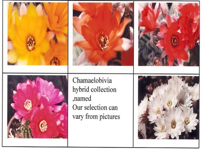 Photograph of Chamaelobivia (Southfield Nurseries Hybrid), Chamaelobivia named hybrid collection