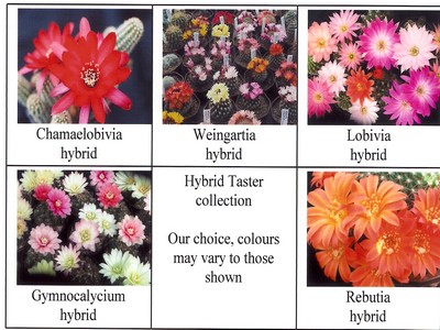 Photograph of Mixed Hybrids, Hybrid Taster Collection