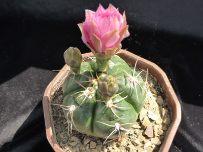 Photograph of Gymnocalycium (Southfield Nurseries Hybrid), denudatum 'Southfield Pink'