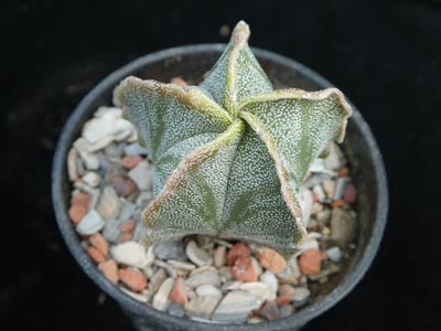 Photograph of Astrophytum, myriostigma fa de San Antonio