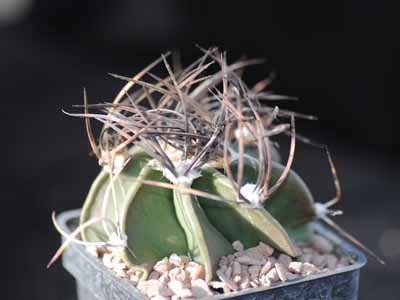 Photograph of Astrophytum, capricorne v niveum nudum