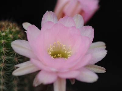 Photograph of Chamaelobivia (Southfield Nurseries Hybrid), 'Lincoln Pink Splendour'