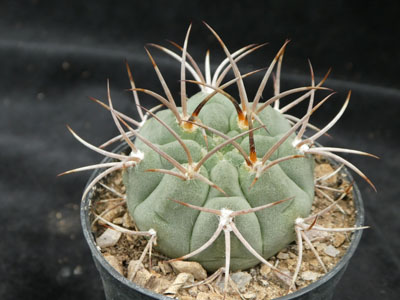 Photograph of Gymnocalycium, oehnanthemum