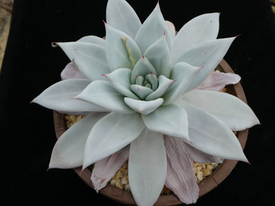 Photograph of Echeveria, agavoides 'Mexican Giant'