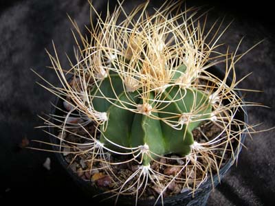 Photograph of Astrophytum, senile