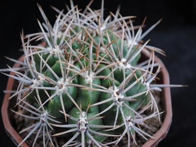 Photograph of Gymnocalycium, achirasense variety kainradliae LB480