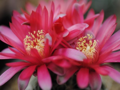 Photograph of Gymnocalycium, sanguiniflorum R765