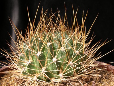 Photograph of Lobivia, pugionacantha variety culpinensis