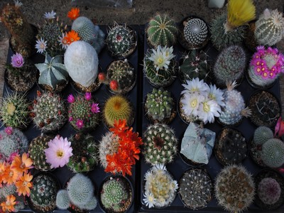 Photograph of Mixed Cacti, Beginner's Giant Collection