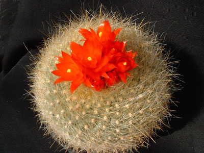 Photograph of Notocactus, haselbergii