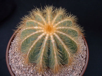 Photograph of Notocactus, magnificus