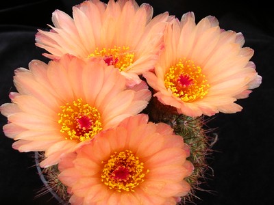 Photograph of Notocactus, tabularis hybrid