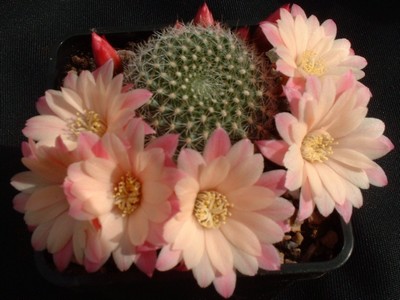 Photograph of Rebutia (Aylostera) Hybrids, 'Joy'