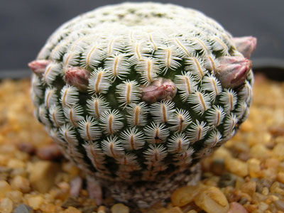 Photograph of Solisia, pectinata (Mammillaria pectinifera)