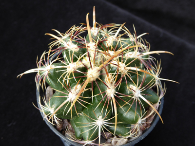 Photograph of Thelocactus, Bicolor variety commodus