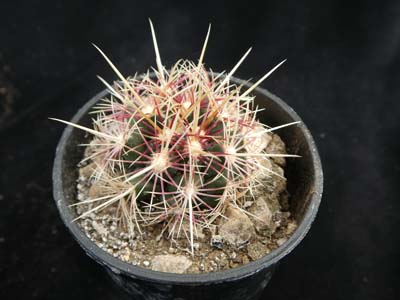 Photograph of Thelocactus, Wagnerianus