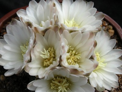 Photograph of Gymnocalycium, maznetteri