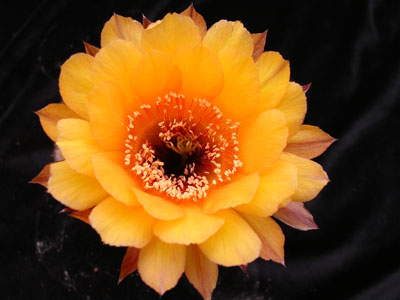 Photograph of Echinopsis (Southfield Nurseries Hybrid), 'Golden Petticoat'