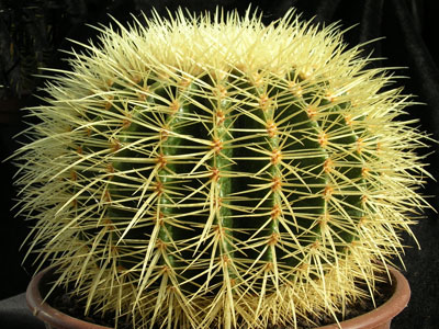 Photograph of Echinocactus, grusonii