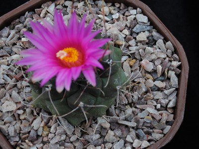 Photograph of Thelocactus, bueckii