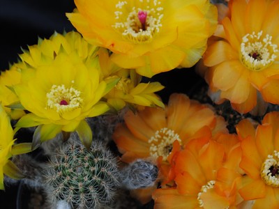 Photograph of Lobivia, haematantha v. rebutioides fa chlorogona
