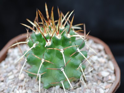 Photograph of Echinocereus, Kuenzleri