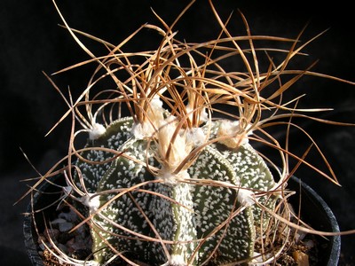 Photograph of Astrophytum, capricorne variety crassispinoides