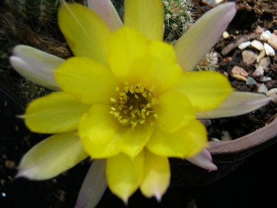Photograph of Chamaelobivia (Southfield Nurseries Hybrid), 'Lincoln Yellow Belly'