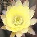 Thumbnail image of Chamaelobivia, 'Lincoln Peace'