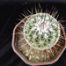 Thumbnail image of Thelocactus, conothelos