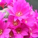 Thumbnail image of Rebutia (Aylostera) Hybrids, 'Sandra'