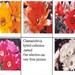 Thumbnail image of Chamaelobivia (Southfield Nurseries Hybrid), Chamaelobivia named hybrid collection