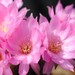 Thumbnail image of Chamaelobivia (Southfield Nurseries Hybrid), 'Lincoln Pink Diamond'
