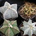 Thumbnail image of Astrophytum, Mixed varieties