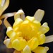 Thumbnail image of Chamaelobivia (Southfield Nurseries Hybrid), 'Lincoln Sonnet'