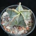 Thumbnail image of Astrophytum, myriostigma fa de San Antonio