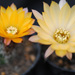 Thumbnail image of Chamaelobivia (Southfield Nurseries Hybrid), 'Lincoln Lemon Ice'