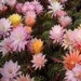 Thumbnail image of Echinopsis (Southfield Nurseries Hybrid), 'New Dawn' hybrid