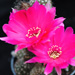 Thumbnail image of Chamaelobivia (Southfield Nurseries Hybrid), 'Lincoln Pink Sensation'