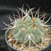 Thumbnail image of Gymnocalycium, oehnanthemum