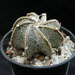 Thumbnail image of Astrophytum, capricorne v minor fa