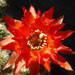 Thumbnail image of Chamaelobivia (Southfield Nurseries Hybrid), 'Lincoln Crinkles'