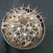 Thumbnail image of Gymnocalycium, rhodantherum