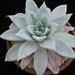 Thumbnail image of Echeveria, agavoides 'Mexican Giant'