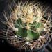 Thumbnail image of Astrophytum, senile