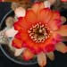 Thumbnail image of Chamaelobivia (Southfield Nurseries Hybrid), 'Lincoln Horizon'