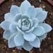 Thumbnail image of Echeveria, 'Lincoln Frost'