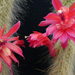 Thumbnail image of Cleistocactus (Southfield Nurseries hybrid), Colademonis hybrid